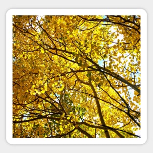 Colorado Aspen Trees in Fall Sticker